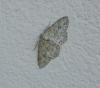 Ectropis crepuscularia